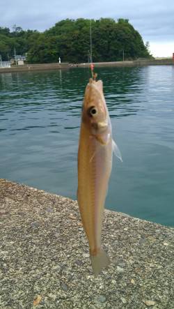 香住西港・東港　ちょい投げでキスの釣果