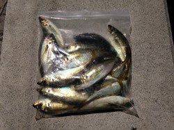 タナを丁寧にさぐって連発　須磨でアジング