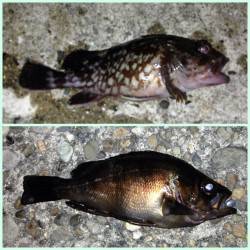 舞洲でアジング〜本命は釣れなくてもガシラ・…