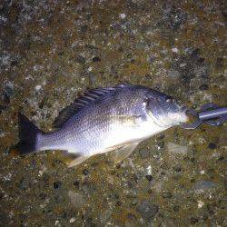 汐見埠頭周辺チニングでキビレとフグの釣果