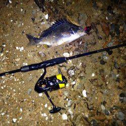 南芦屋浜　満潮からの下げ潮でのチニング