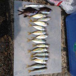 明石港　大サバ狙いも豆アジの釣果　ゴミは必ず片付けましょう