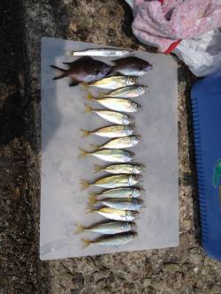 明石港　大サバ狙いも豆アジの釣果　ゴミは必…