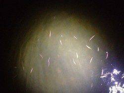 西宮浜、突然のバツ抜けでシーバスをHIT