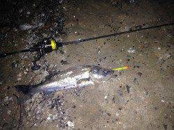 西宮浜、突然のバツ抜けでシーバスをHIT