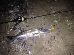 西宮浜、突然のバツ抜けでシーバスをHIT