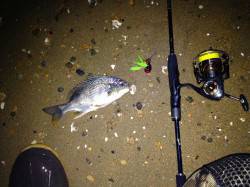 小キビレ5枚ゲット〜もっと大型狙いたいです…