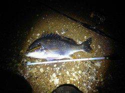 西宮でチヌゲーム　ペンシルで良型キビレGET★