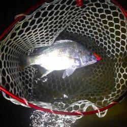 西宮でチヌゲーム　ペンシルで良型キビレGET★