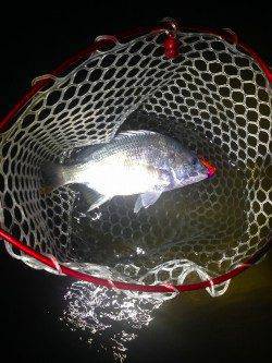 西宮でチヌゲーム　ペンシルで良型キビレGET★