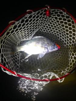 西宮でチヌゲーム　ペンシルで良型キビレGE…