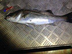 大阪南港　ボラが多い中早巻きでシーバスをピックアップ