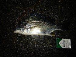 アジングは極小サバの猛攻…チニングではキビレをキャッチ