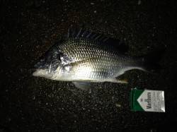 アジングは極小サバの猛攻…チニングではキビ…