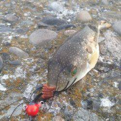 汐見埠頭周辺チニングでキビレとフグの釣果