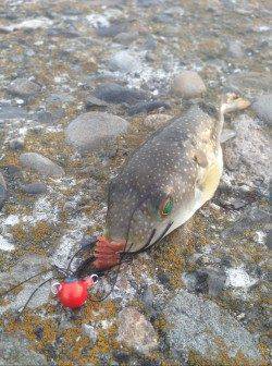 汐見埠頭周辺チニングでキビレとフグの釣果