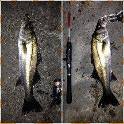 ボトム付近キビレ狙いにセイゴとボラ・・・最後に本命キビレをゲット