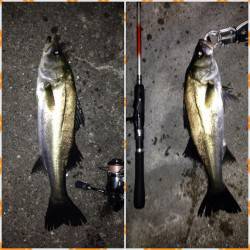 ボトム付近キビレ狙いにセイゴとボラ・・・最後に本命キビレをゲット