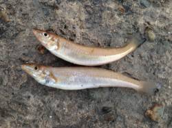 播磨新島赤灯台手前にてキス狙いの引き釣り