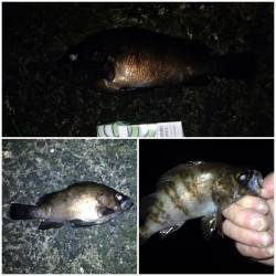 舞洲周辺アジング&メバリングでアジ…