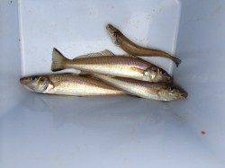 樽井漁港夕マヅメの小一時間キス調査に行ってきました