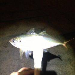 常夜灯の下で一晩中ポツポツ当たり〜プリッと太った良いアジでした♪