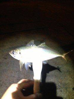 常夜灯の下で一晩中ポツポツ当たり〜プリッと太った良いアジでした♪