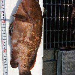 貝塚 シラサをエサに穴釣り〜ガシラ・メバルのほか36センチのアコウも！