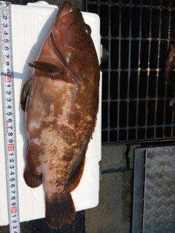 貝塚 シラサをエサに穴釣り〜ガシラ・メバルのほか36センチのアコウも！