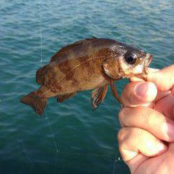 アジュール舞子～西舞子　サビキの豆アジ釣れ始めてますよ☆