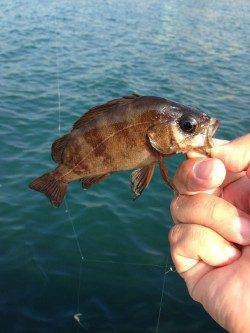アジュール舞子～西舞子　サビキの豆アジ釣れ始めてますよ☆