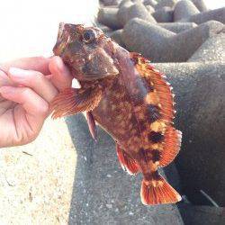 メバルは落とした瞬間、ガシラは置き竿でHIT〜泉佐野にて穴釣り