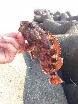 メバルは落とした瞬間、ガシラは置き竿でHIT〜泉佐野にて穴釣り