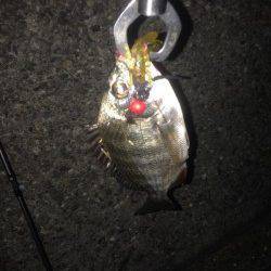 チニングでキビレ・チヌの釣果〜小型が多かったです