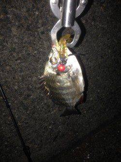 チニングでキビレ・チヌの釣果〜小型が多かったです