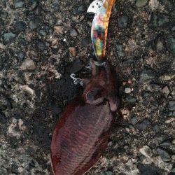 小橋周辺でエギング〜本命アオリには出会えず何処もコウイカでした