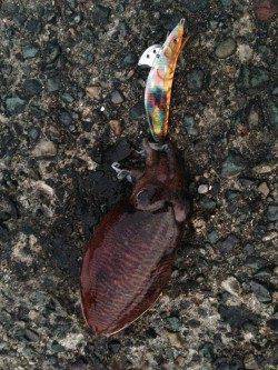 小橋周辺でエギング〜本命アオリには出会えず何処もコウイカでした