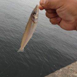 播磨新島赤灯台付近でキス狙いの釣行