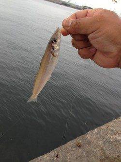 播磨新島赤灯台付近でキス狙いの釣行