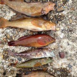 本荘人工島　シラサエビの胴突き釣りで美味しい魚の6目釣り