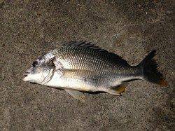 アジングは極小サバの猛攻…チニングではキビレをキャッチ