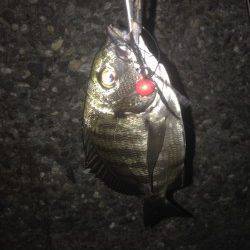 チニングでキビレ・チヌ・シーバスの釣果