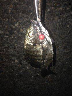 チニングでキビレ・チヌ・シーバスの釣果