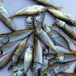 アジュール舞子～西舞子　サビキの豆アジ釣れ始めてますよ☆