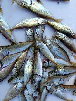 アジュール舞子～西舞子　サビキの豆アジ釣れ始めてますよ☆