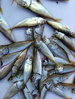 アジュール舞子～西舞子　サビキの豆アジ釣れ…