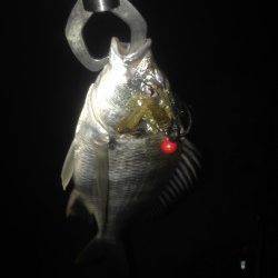 チニングでキビレ・チヌの釣果〜小型が多かったです