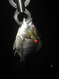 チニングでキビレ・チヌの釣果〜小型が多かったです