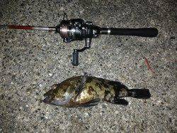 舞洲にてアジングからのメバリング