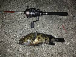 舞洲にてアジングからのメバリング